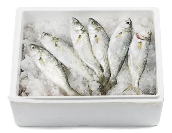 بوج ماهی بزرگ