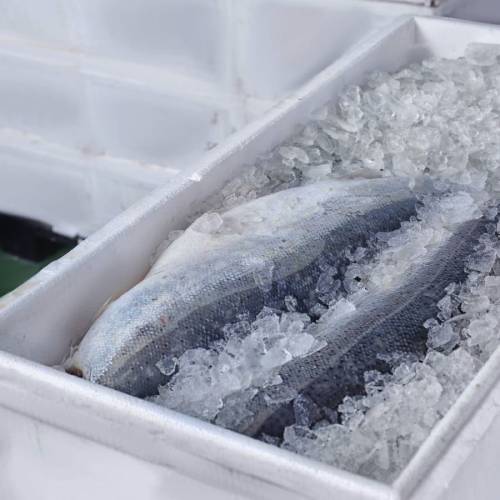 یخدان یونولیتی کوچک برای حمل ماهی